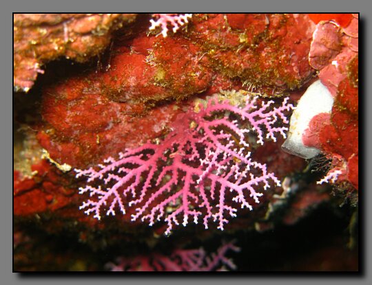 lace coral